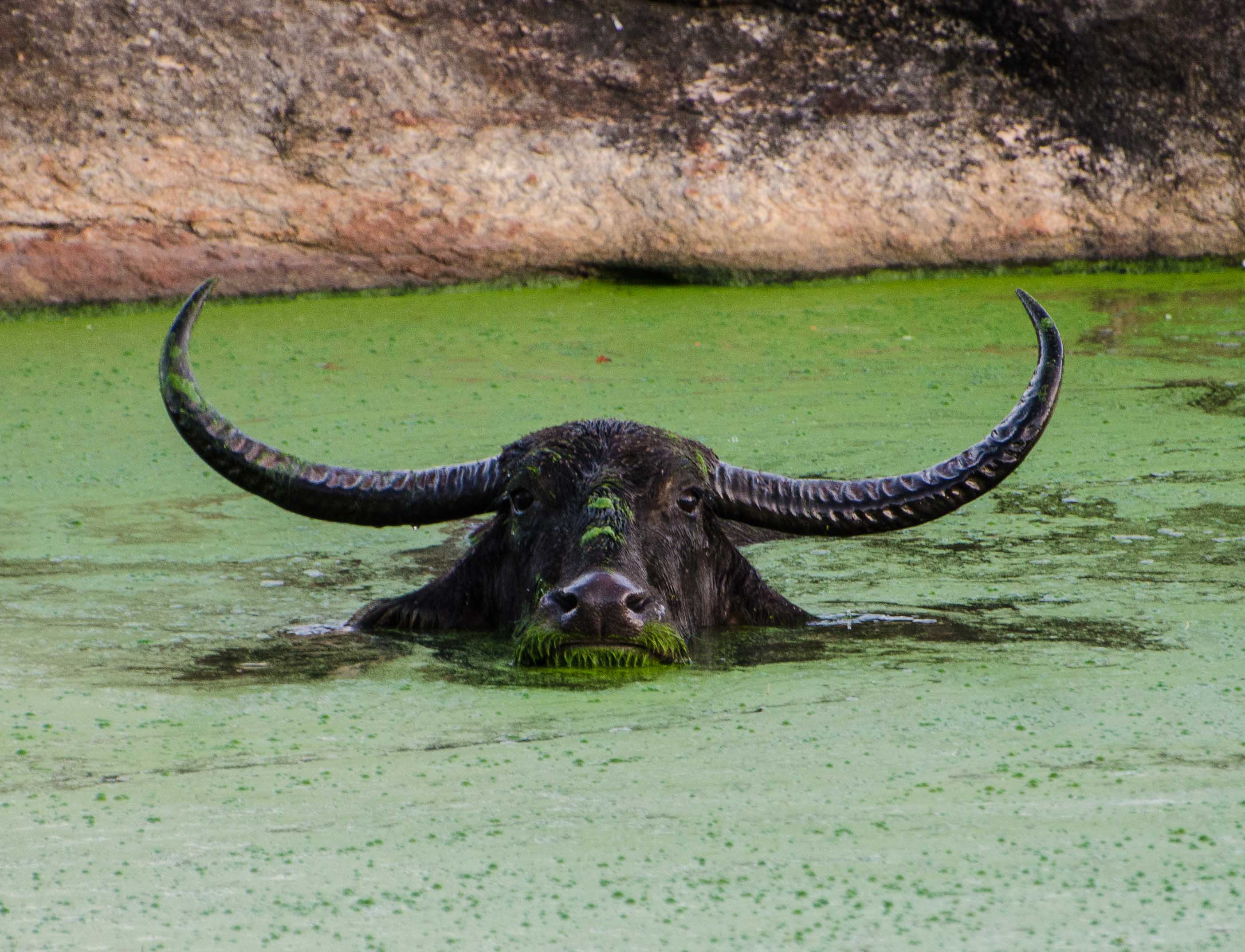  bufalo