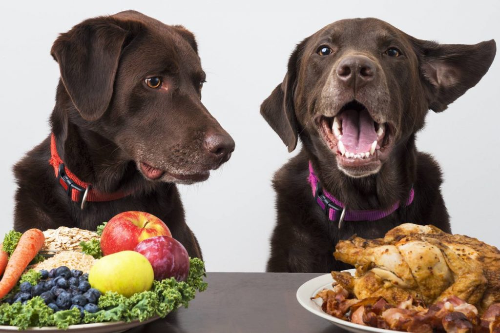 mejores alimentos para perros en argentina 